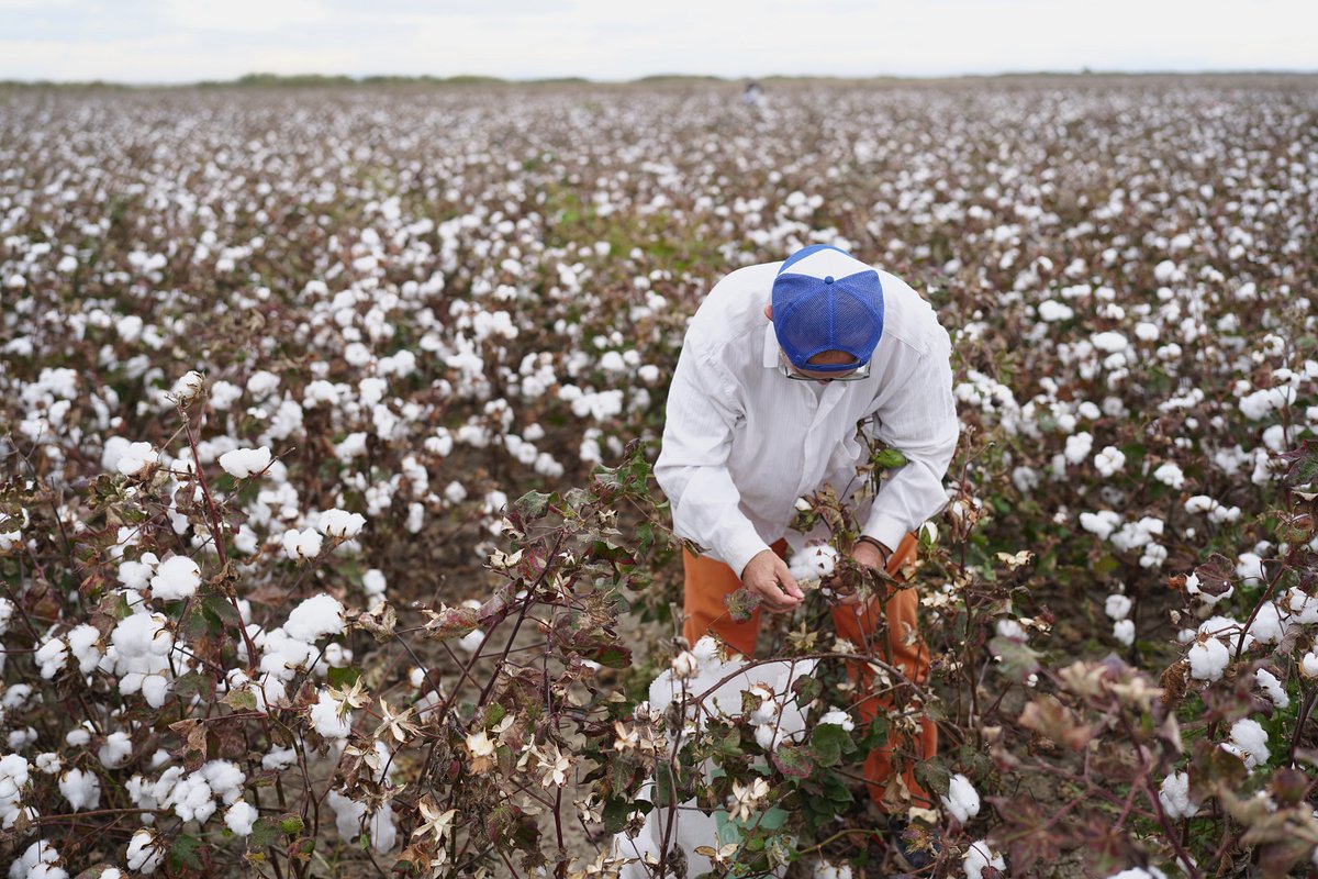 IngridSmet_geo's tweet image. We are excited to share the 1st year results of EW field trials with olivine rich rocks combined with cotton, in Greece! 👩🔬🌱🚜Our full report can be downloaded from our #Fieldcode website through this link: fieldcode.com/olivine_projec… Enjoy!