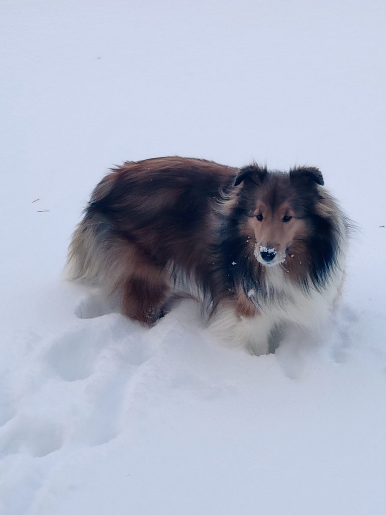 Good morning! Look what happened overnight. We are two happy shelties!