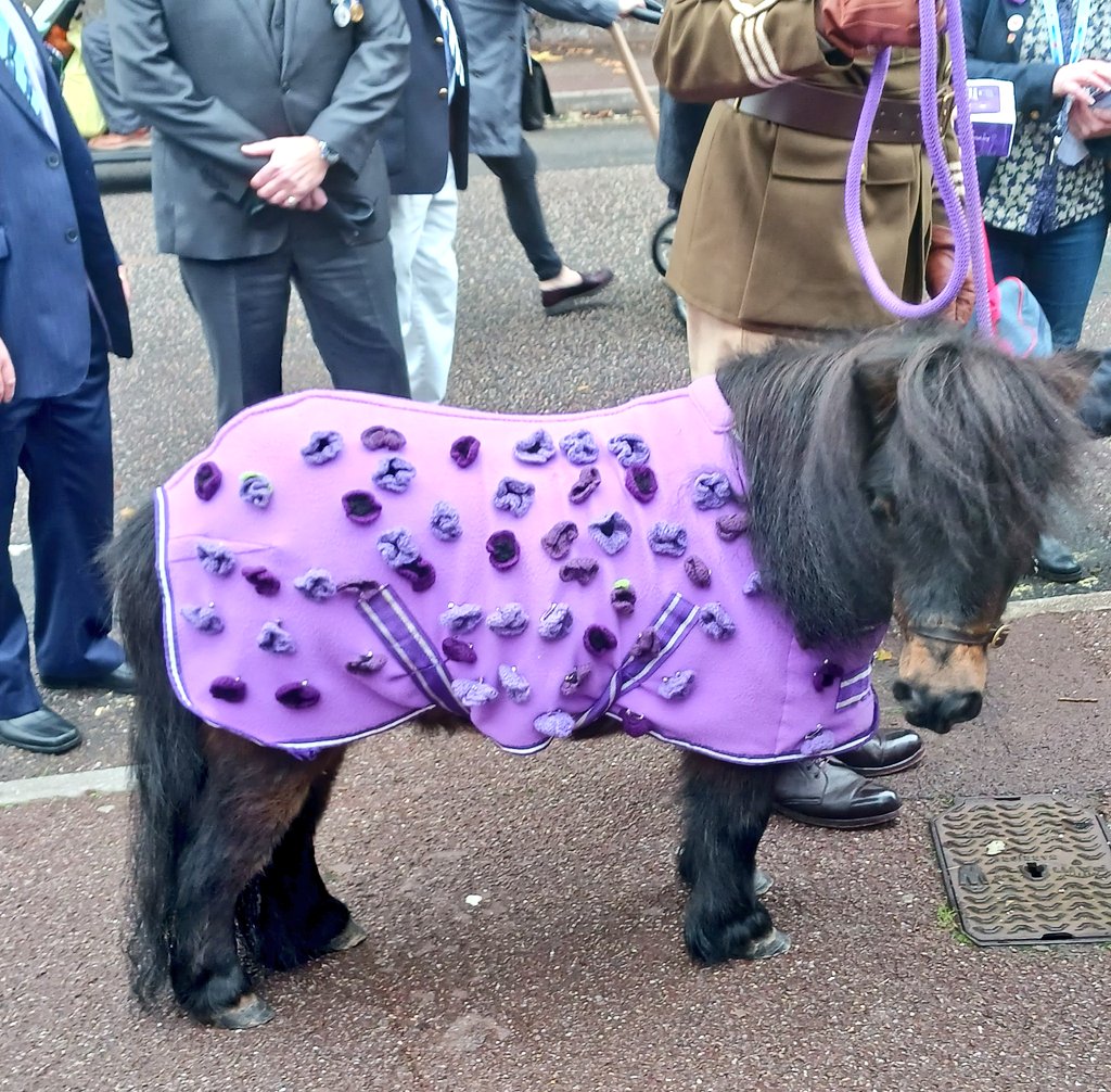 On the list of things I didn't expect to see today.... 

#PatrickthePony