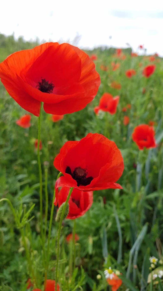 Lest we forget. #ArmisticeDay