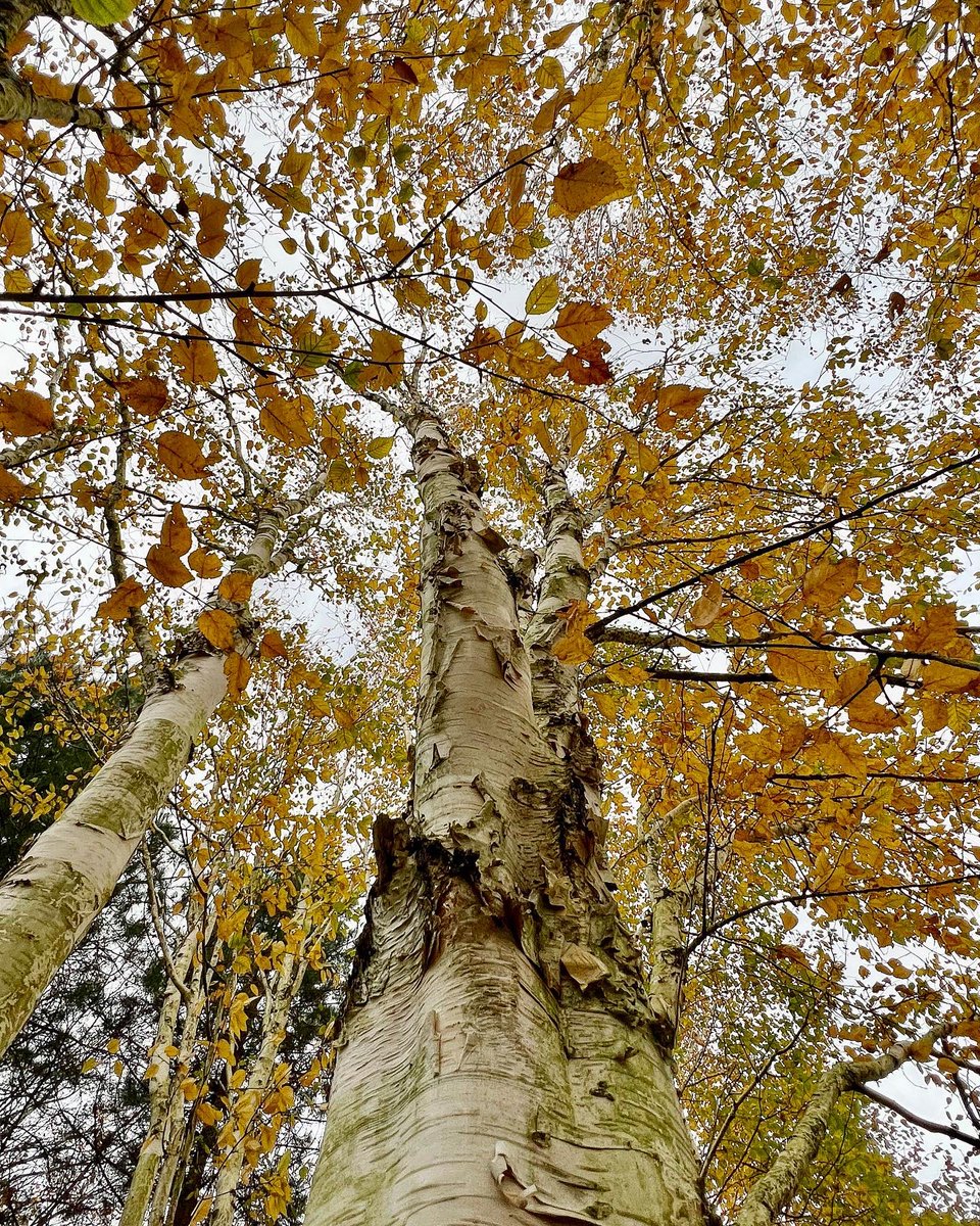 InsightUpNorth's tweet photo. “Our bodies &amp; our nervous systems need #nature to recalibrate”: https://t.co/m3ecBph62n
#365dayswild #wellbeing #nature #therapy #outdoors #mindfulness #naturephotography #health #therapistsconnect #selfcare #mentalhealth - autumn trees &amp; leaves at @MCRDiscGolf https://t.co/tN4lUggZHi