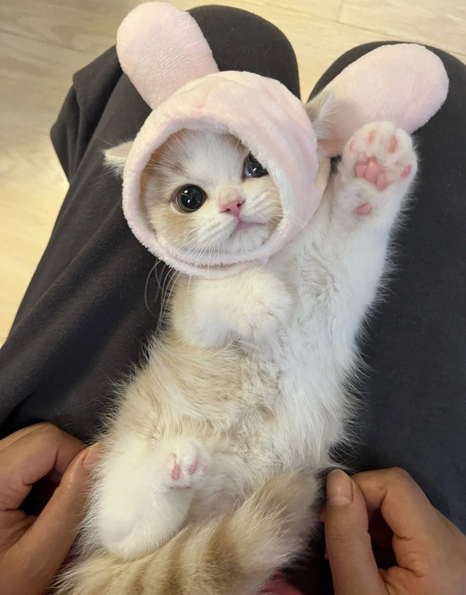 lovesickdoe's tweet photo. cat with bunny hat https://t.co/0PB2YzlXzO