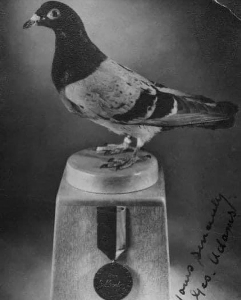LWP_BirdRescue's tweet photo. On of the 32 pigeons awarded the Dicken medal in WW2. #ArmisticeDay #Armistice #pigeonsinww2 https://t.co/U7hRLWuHoU