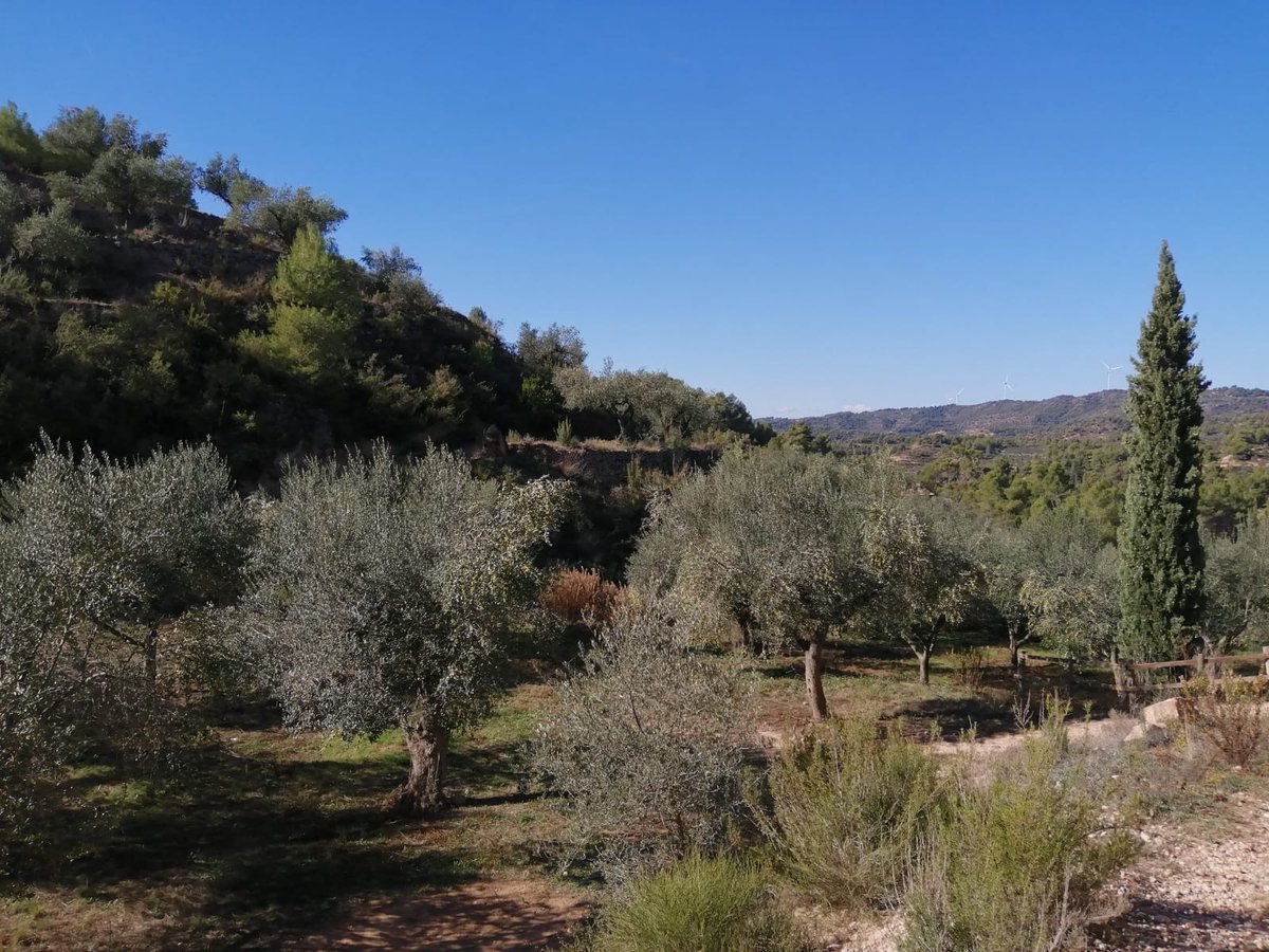 fundacioemys's tweet photo. 🌾Espais com #deveses o prats de dall són molt rics en #biodiversitat, sovint més que zones naturals verges. Dissortadament, en el darrer informe de la biodiversitat 2020 es va constatar que la pèrdua de biodiversitat👇🏼 https://t.co/HIRZW8MD3T