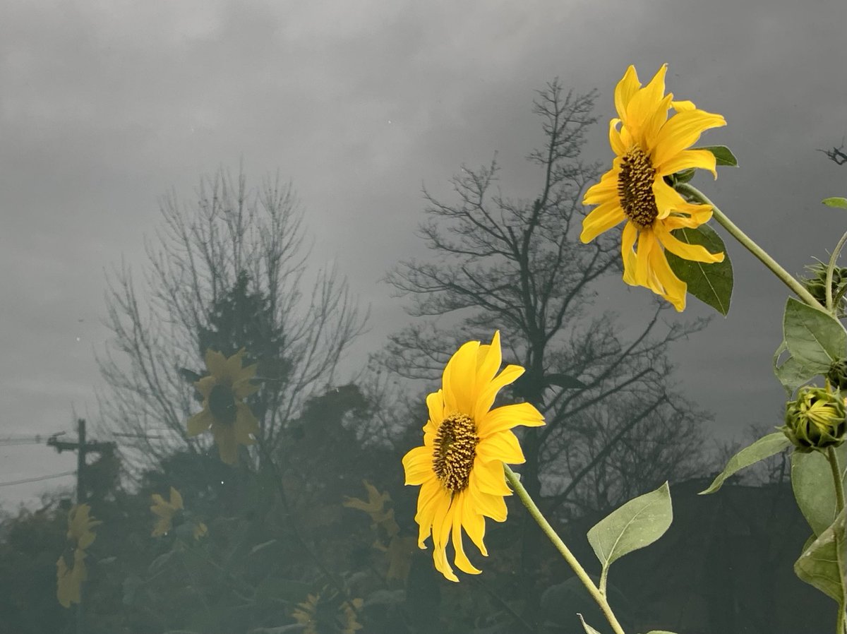 SharonCantillon's tweet photo. Sunflowers are reflected in a window at the #JewishCommunityCenter. https://t.co/GU6mazgrx9
