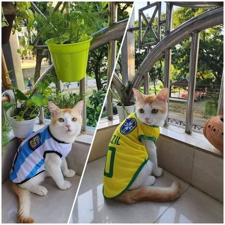 Brazil or Argentina?