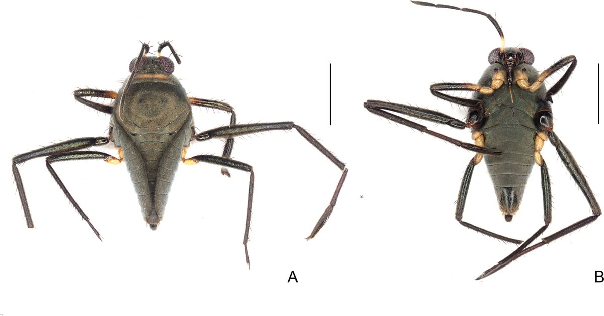 ZooKeys_Journal's tweet photo. Three #NewSpecies and 28 new records of #Gerromorpha (semiaquatic bugs) from the understudied region of French Guiana 🇬🇫 are presented: https://t.co/9Nji5NTkcW
@fiocruz @UniversiteLyon @unil https://t.co/bkDK2Sj978