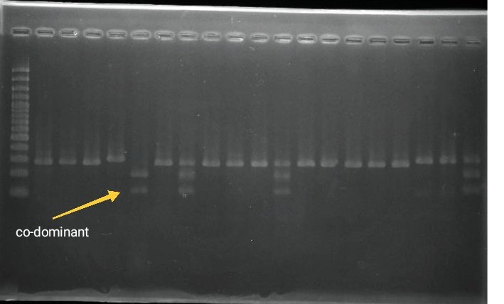 mehmet_yeken's tweet photo. Some bands can make big differences @orc_hun #crossing #codominant #beanbreeding #Markerassistedselection https://t.co/8YjrAyj2Pa