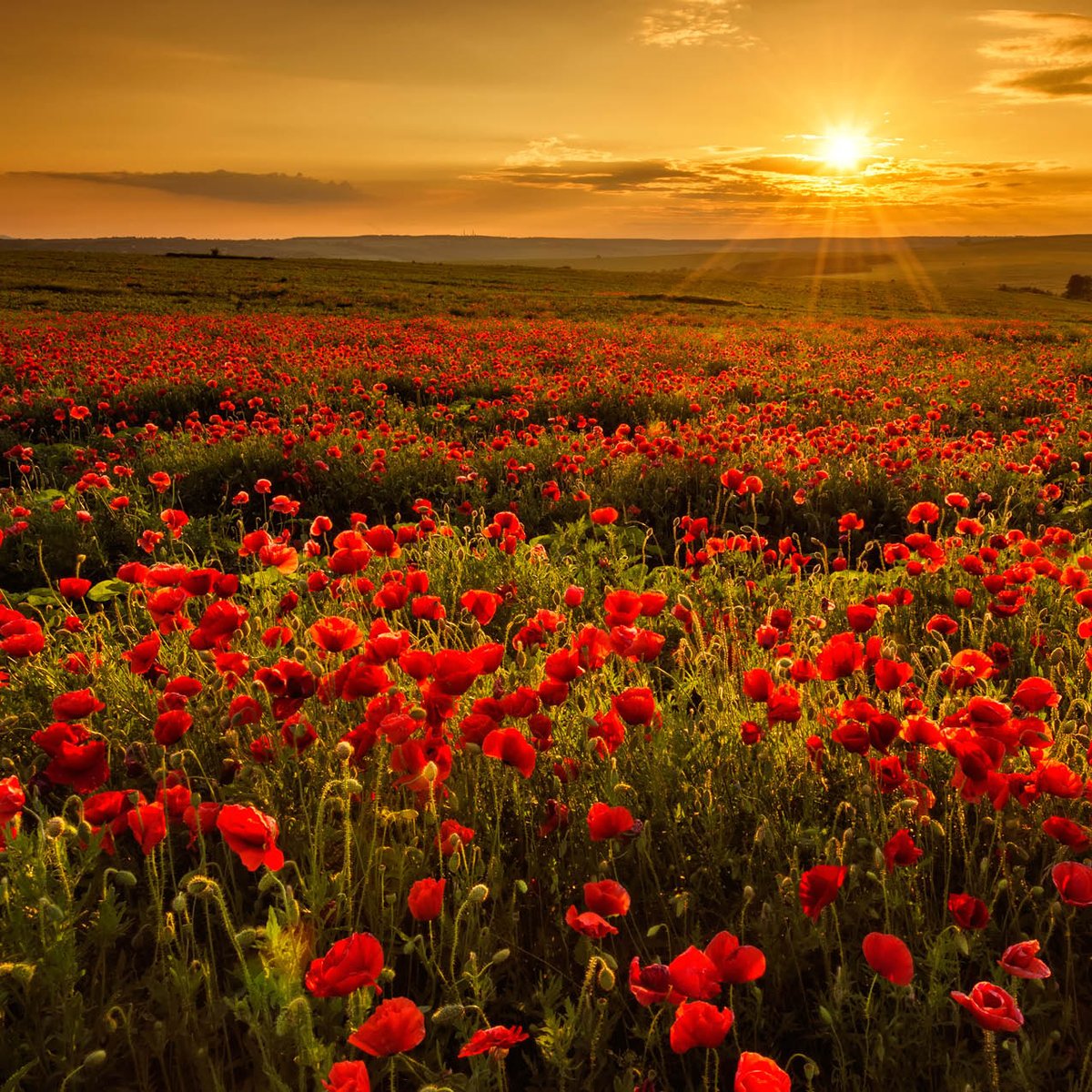 On #RemembranceDay we encourage employees to join with Canadians in observing two minutes of silence to remember those who died in military service fighting for democracy. We honour veterans and members of the @CanadianForces and are grateful for their sacrifice. #LestWeForget