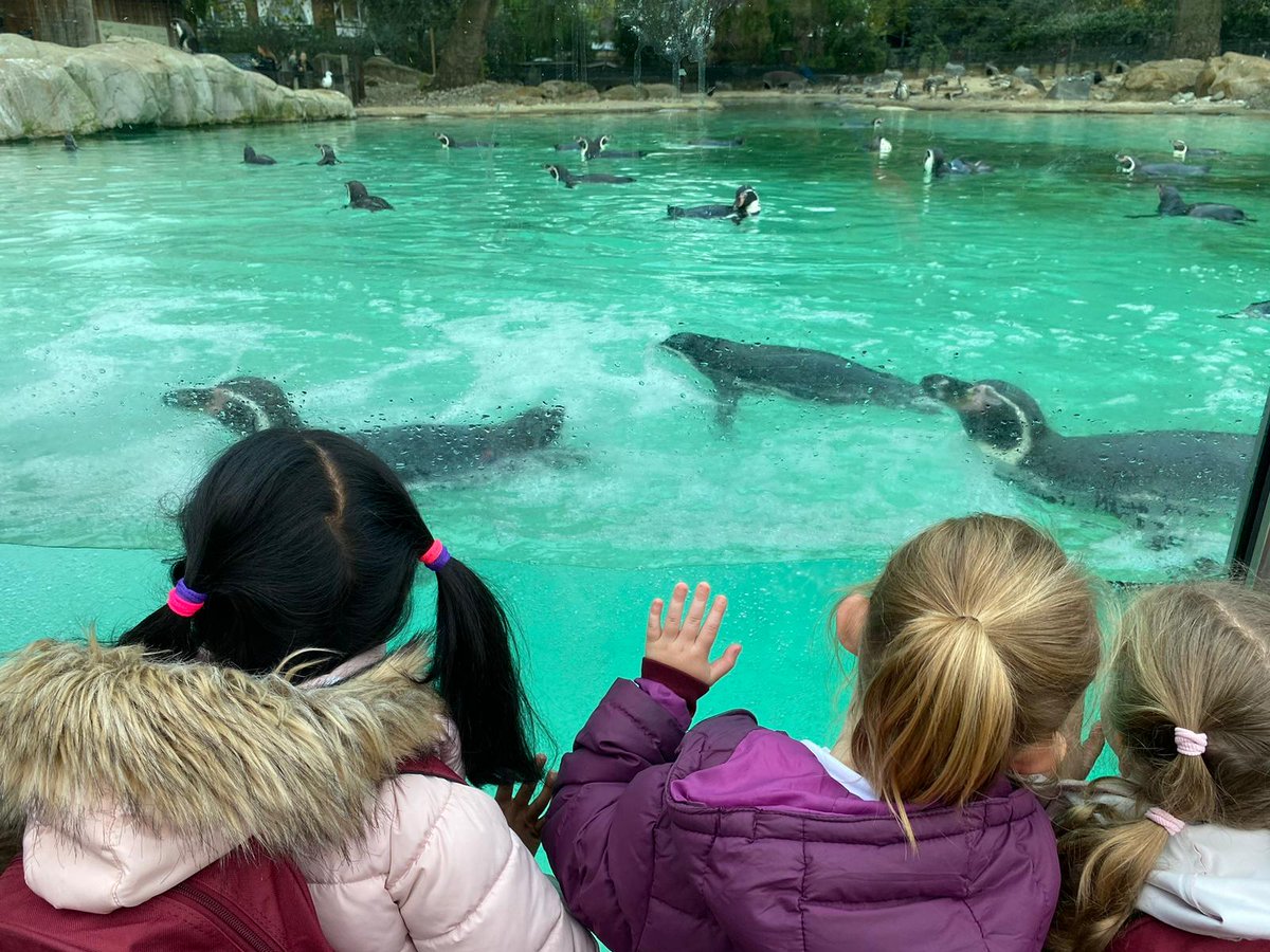 HillcrossPS's tweet photo. Year 1 have had an amazing day at ZSL London Zoo today. They saw many of the animals they have been learning about and enjoyed seeing them in action. #funwithnature https://t.co/hr4KlowXy9