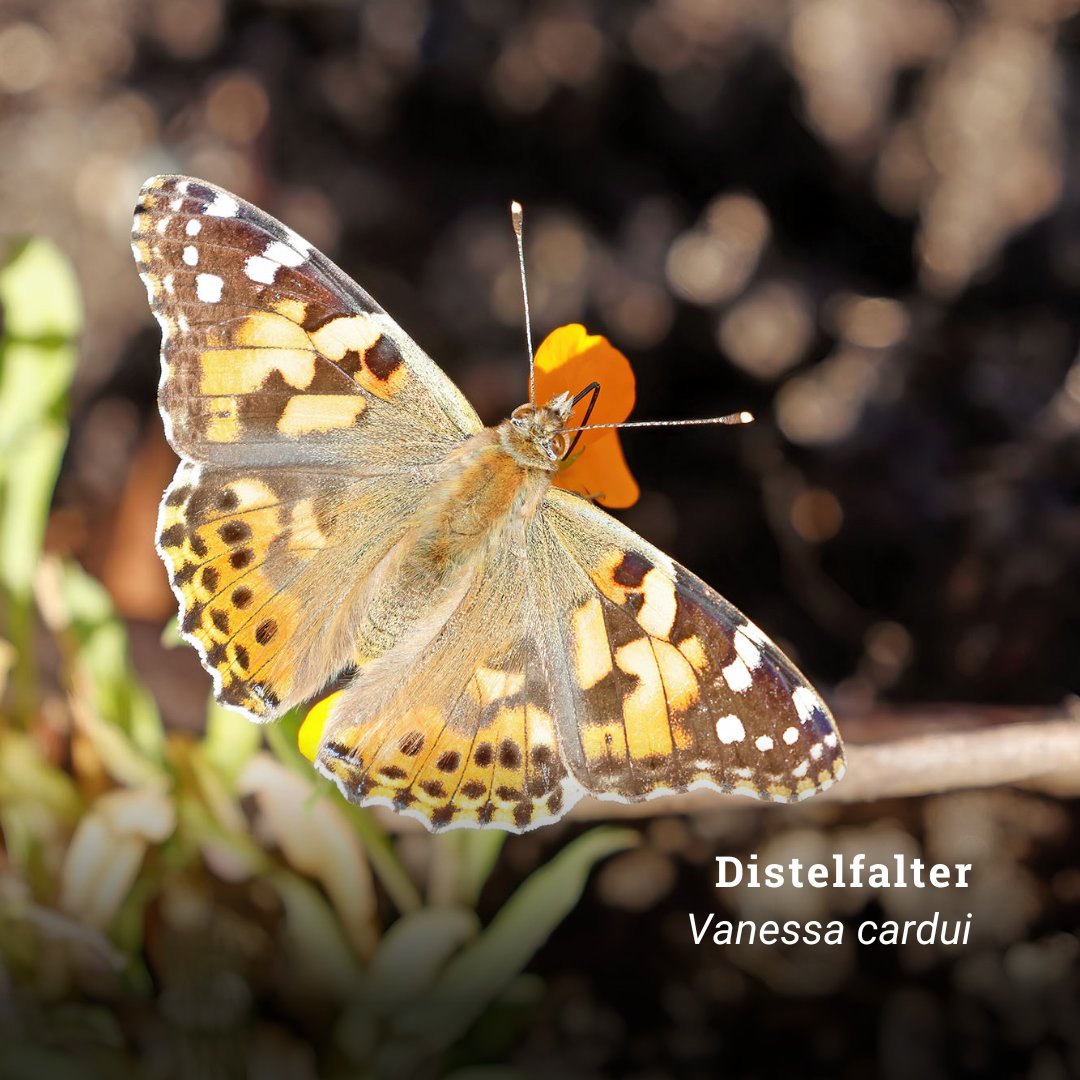 Wegen der durchschnittlich sehr warmen Herbsttemperaturen, waren diese Woche auch noch einige Admiral- und Distelfalter bei uns im Garten unterwegs. 

📸 Credits: Hans Wolf