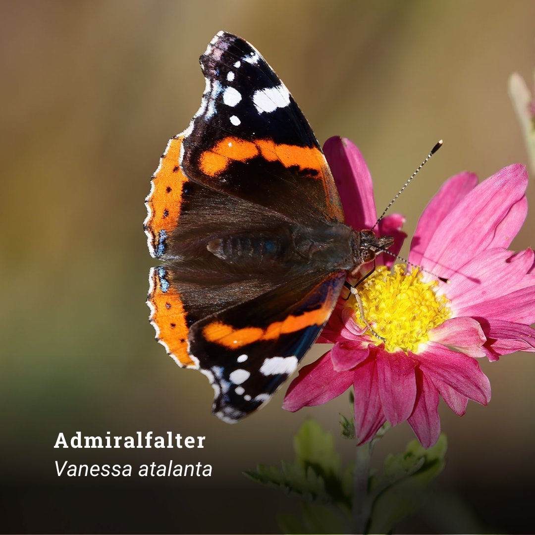 Botanischer Garten München-Nymphenburg tweet media