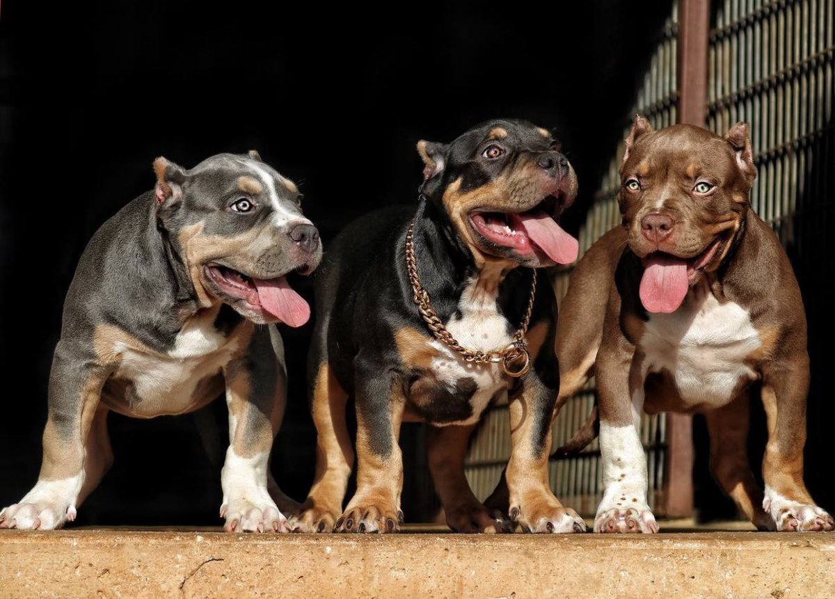bullymax's tweet photo. The Incredibullz - fueled by @bullymax performance dog food for maximum growth 📈 #bullymax #americanbully #abkc #pitbulls https://t.co/Lf76XtLXOJ