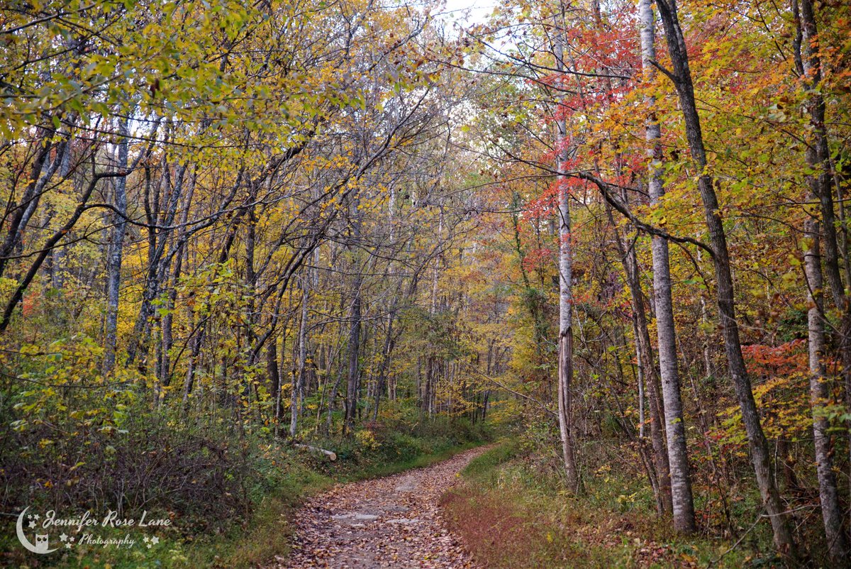 Jens_Starry_Sky's tweet photo. "Autumn is the season to find contentment at home by paying attention to what we already have." 🍂🍁 #fall #autumn #FallPics #FallinWV #WV @ThePhotoHour https://t.co/KI9iaZh8d9