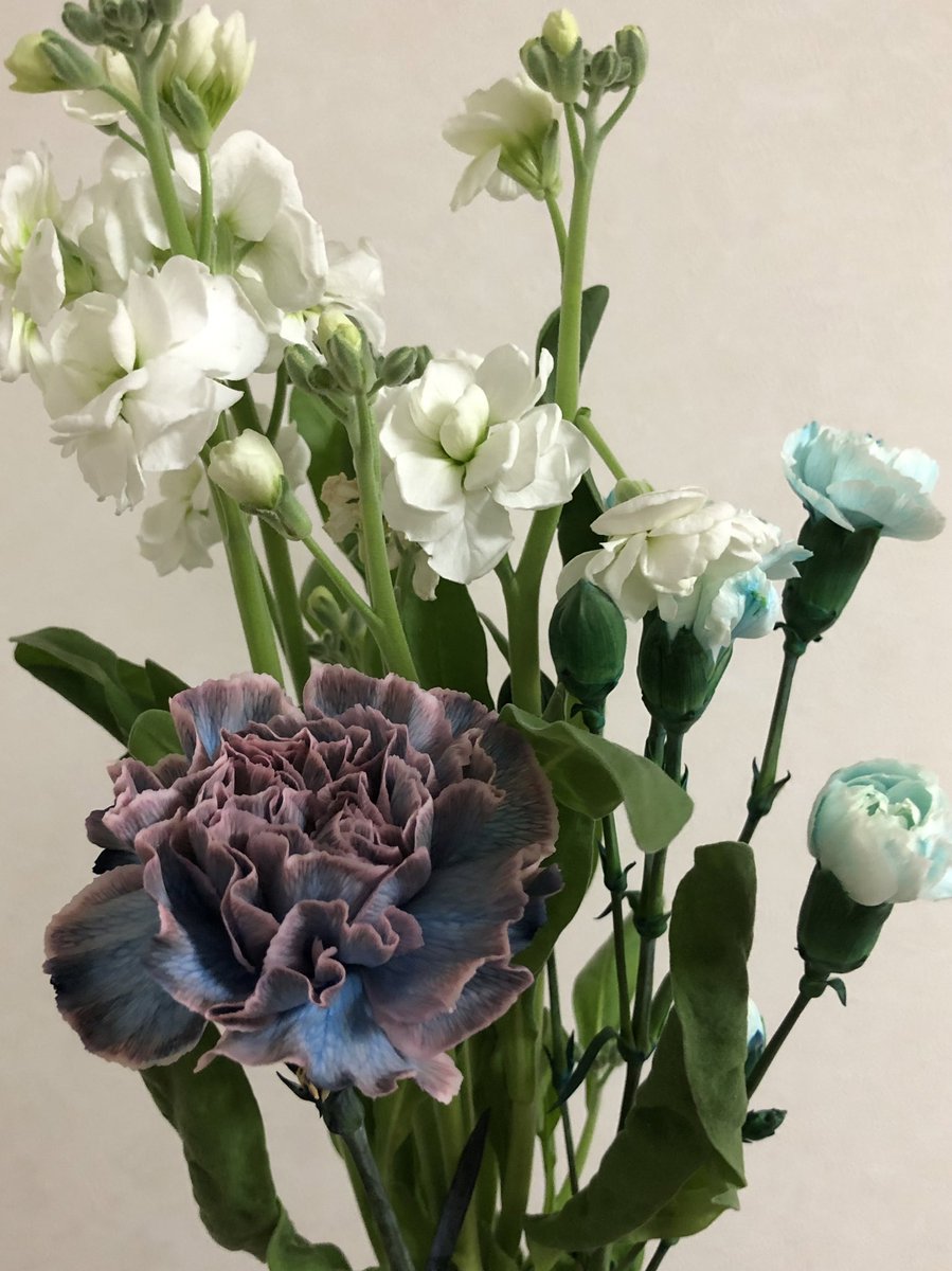 823_chan's tweet photo. 今年は家族みんな忙しいし、平日だし普通の日だと思ってたけど、サプライズでお花とケーキくれた。
ありがたいね。レベルがひとつ上がりました。 https://t.co/r2qhzqQmCA
