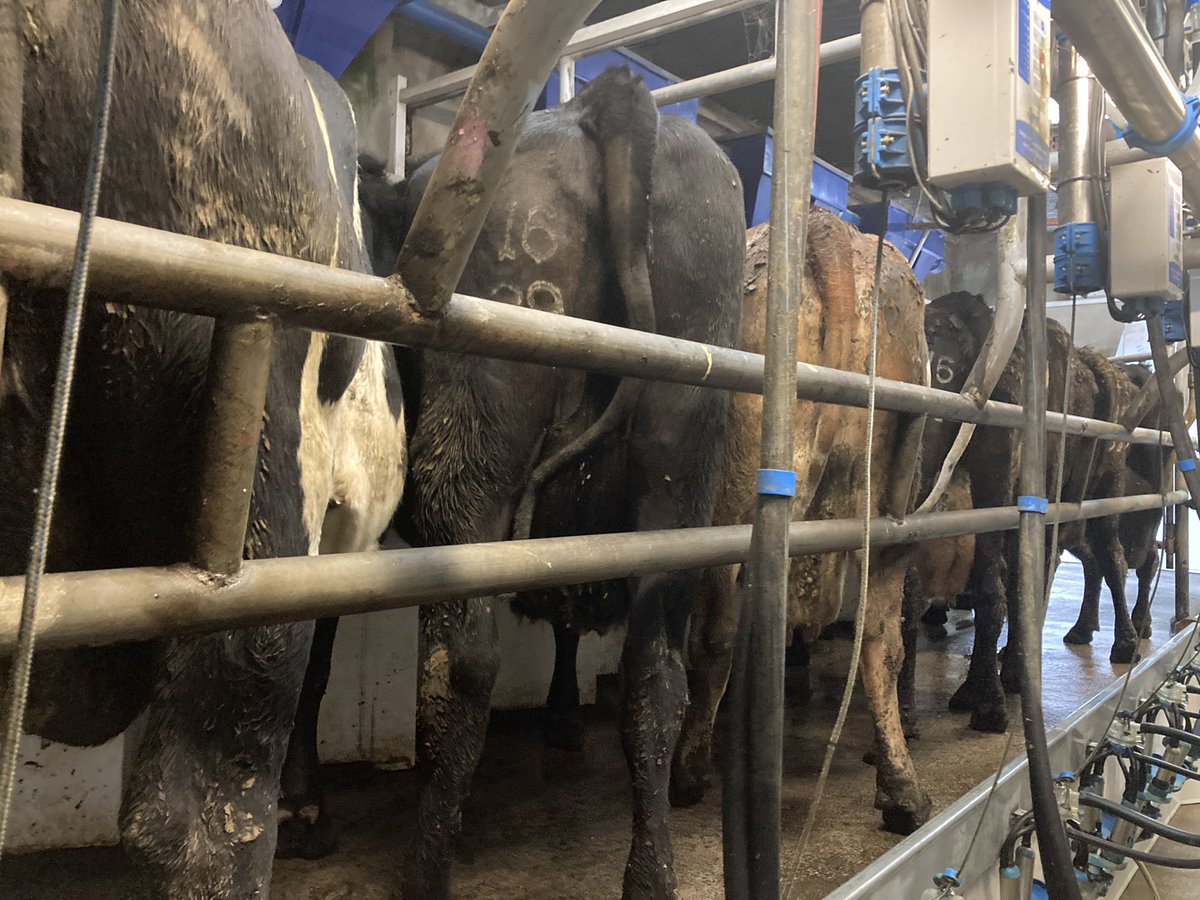 Catherine tweet media