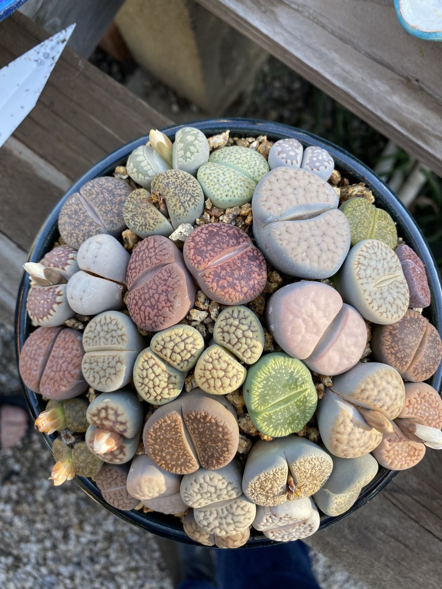 ElectricBiome's tweet photo. Bowl of Plenty.. #Lithopslove 💕 https://t.co/5NZEYbrvRz