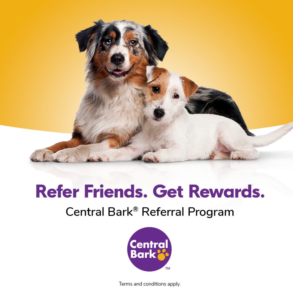 CBPhilly's tweet image. Do you love Central Bark? Have someone to refer to us? 💕 Well do we have a deal for you! 

If you refer someone to us, not only do they get a free day of daycare, but you do too!! 🐶 It's a win-win! 

Refer someone to us and get your free day of daycare today!! ✨