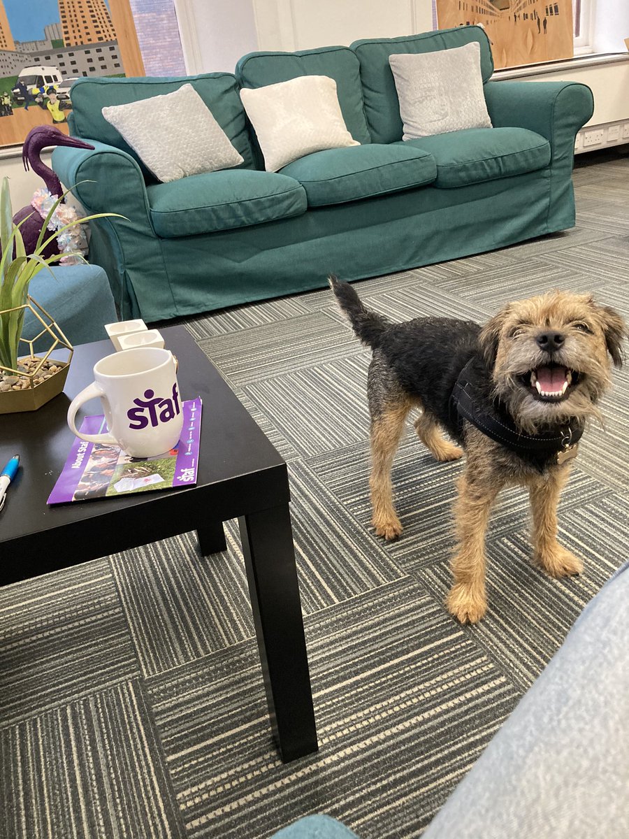 Ruth_Kerracher's tweet photo. Murphy approves of the work which has started @StafScot to make the space more friendly to our participation groups.

Thanks to @YJVScotland @mcouat_bella for getting stuck in yesterday 🛍 &amp; organising. 

Watch this space for the final transformation over the next few weeks https://t.co/xrYJq7hJGu