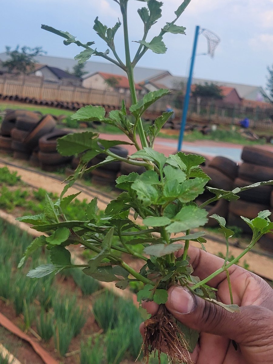 AlexCrang's tweet photo. Completing our foundation workshop, team meetings &amp; early fieldwork this week for our @BritishAcademy_ project on The Role of Traditional Food Systems in Johannesburg with @HSRCza team @blemasamha1 @Katherine_Denby @HenriceAltink @York_IGDC @NCL_Geography @HaSSResNCL https://t.co/x85v3XC9aY