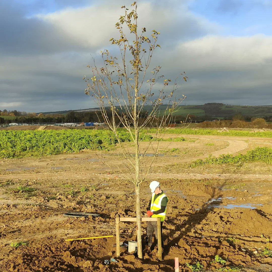 Beautiful Prunus avium plena being planted at our New Monks Park development. These trees will look stunning in the coming spring. Trees supplied by <a href="/HillierTrees/">Hillier Trees</a> architects <a href="/HEDUKDesign/">Hyland Edgar Driver</a> 

#TeamAcre