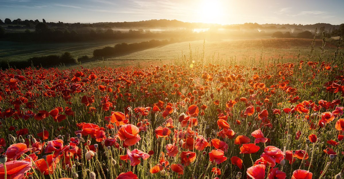 jackburdey's tweet photo. As we reflect on Remembrance Day, we honour all those who sacrificed their present for our future. Lest we forget. https://t.co/nL6RWvg3rZ
