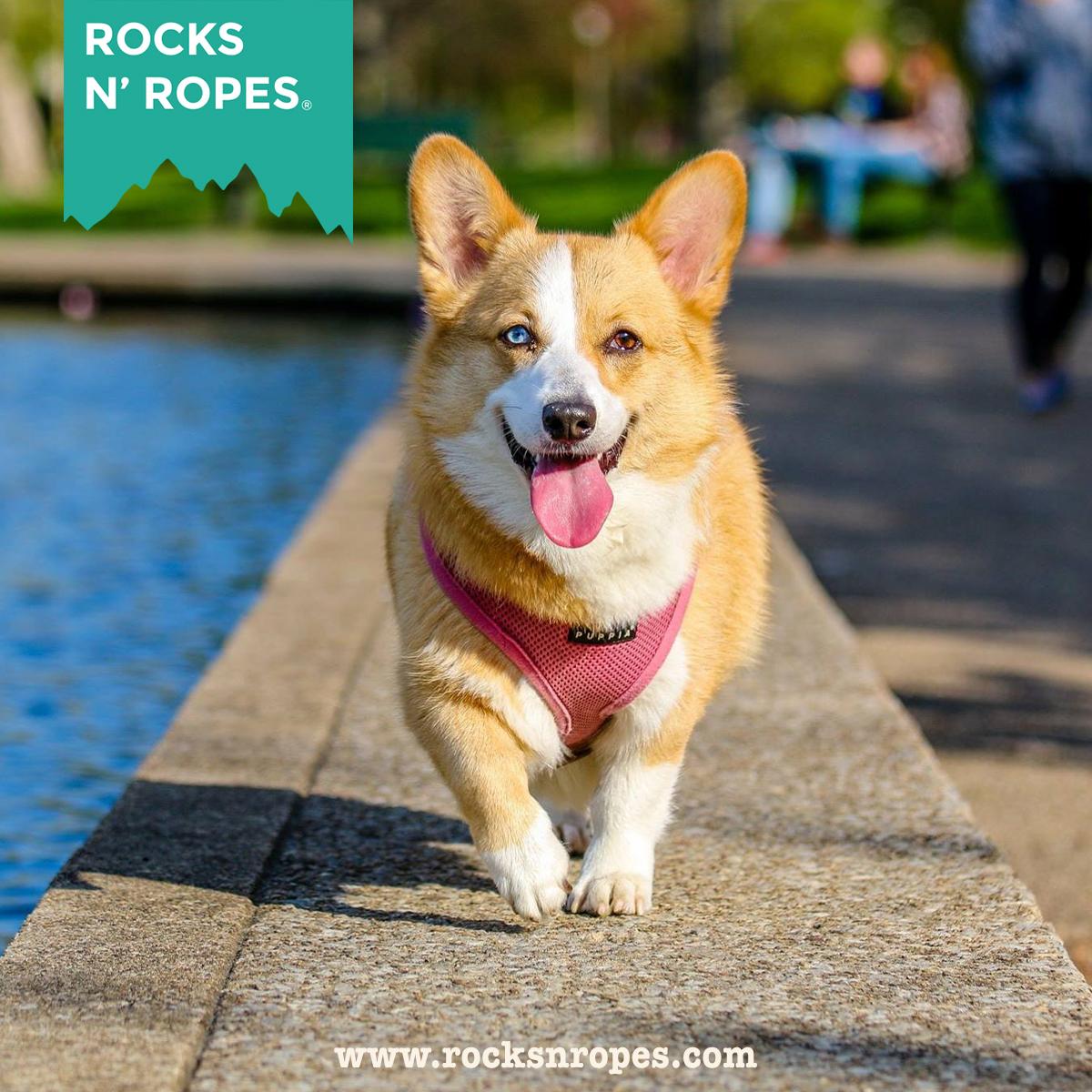 RockNRopes tweet media