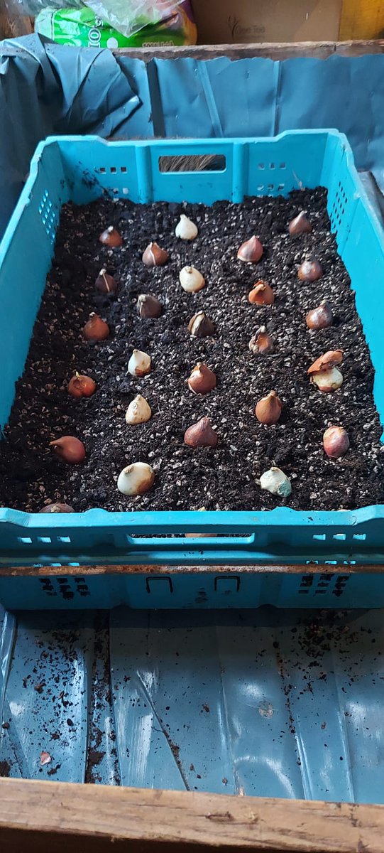 Here at MKG we're always looking ahead and planning for the growing season. 

Today we've been preparing tulip bulbs for spring cut flowers 🌷

#localflowers #grownnotflown #britishflowers #welshflowers #locallygrown #buylocal