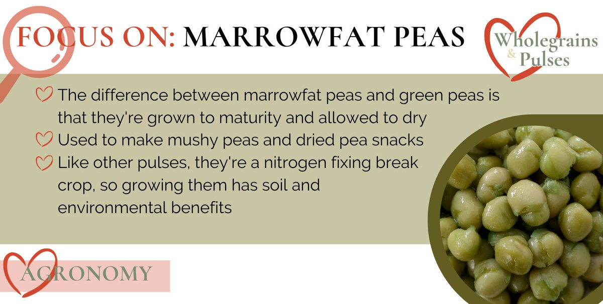 _LoveWGP's tweet photo. WHAT ARE MARROWFAT PEAS?

Love them or hate them? 

Marrowfat peas are commonly used as the base for traditional mushy peas. They’re packed with vitamins and are high in fibre and protein. 

Find out more about how they’re grown at https://t.co/X1uRy4uSG0 https://t.co/OnABImx1Nb