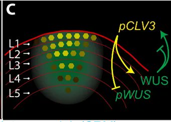 plantae_org's tweet photo. Plant Science Research Weekly -- Concentration-dependent transcriptional switching through a collective action of cis-elements (Sci. Adv.) (Summary by Daniel Alique @daniel_alique) https://t.co/GdYac86LUo  

#PlantaePSRW https://t.co/SJHWDaNUaA
