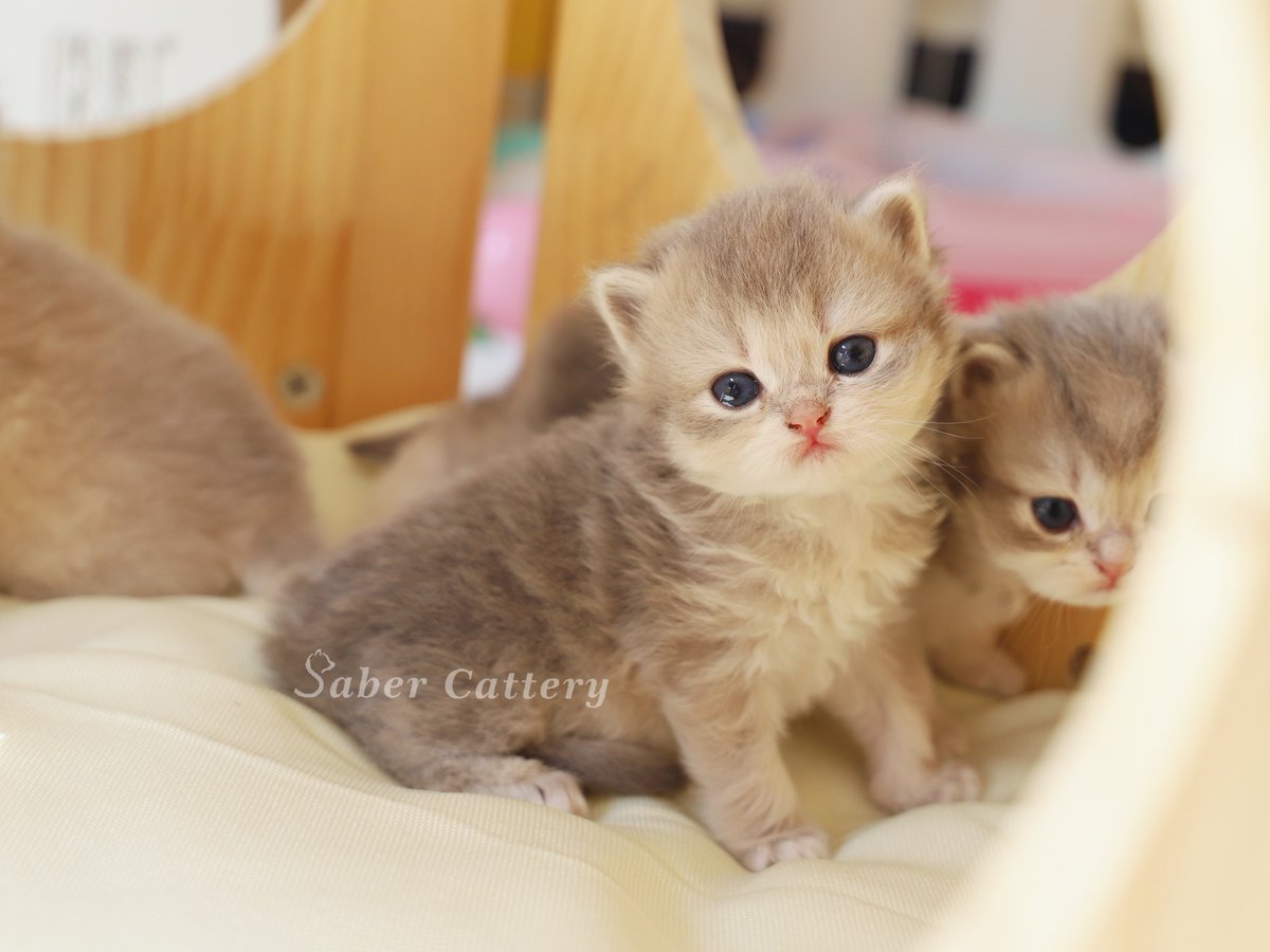 CatterySaber's tweet photo. BLH female ay11
BLH female ay11
BLH male ay23
BSH female ay12
worldwide delivery✈️✈️
#藍金 #藍金漸層 #長毛藍金漸層 #britishshorthair #britishlonghair #blueshade #cat #CatsOnTwitter #CatsOfTwitter #kittens #kitten #fluffycat #fluffykitten #猫咪社区 #猫のいる幸せ https://t.co/HoXaMQUEUY