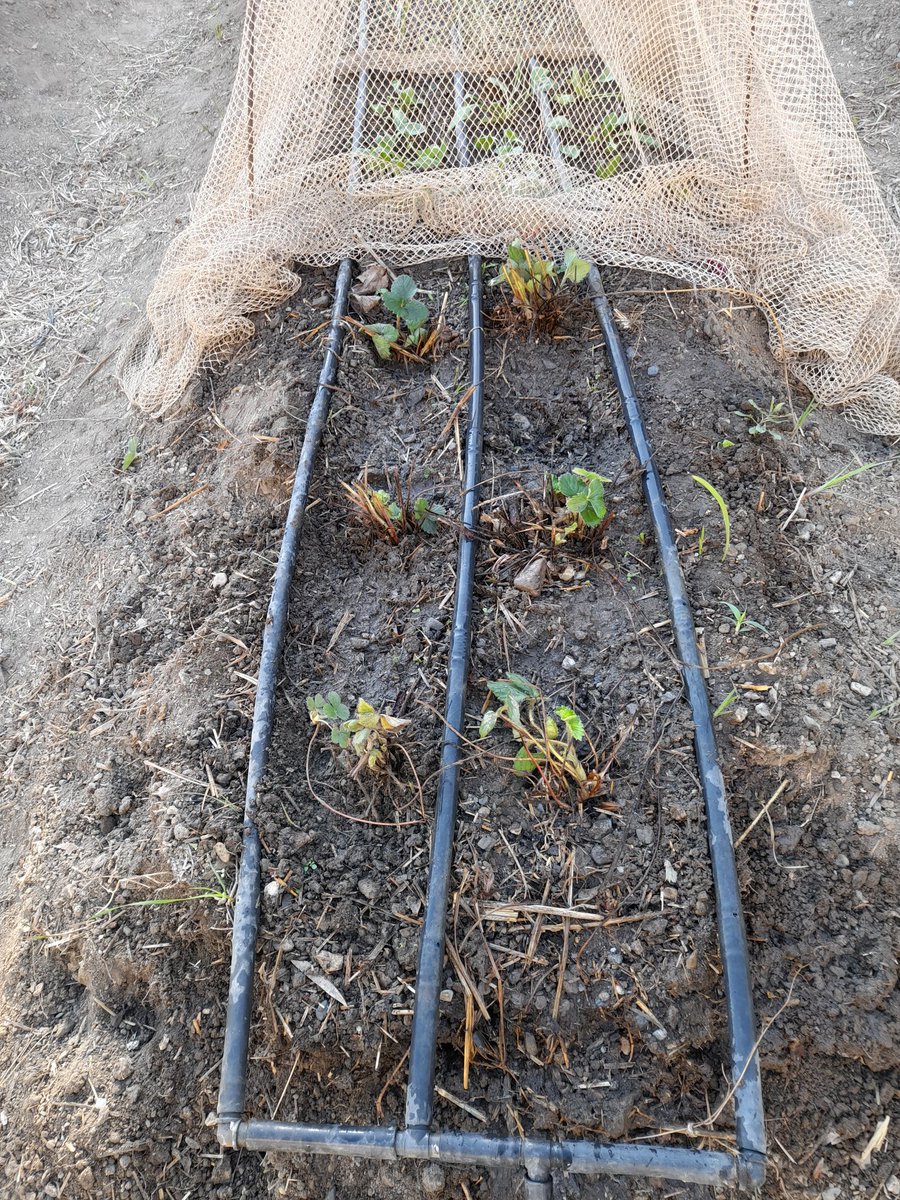 AldeaMiraya's tweet photo. Ya están preparadas nuestras fresas y espinacas. Seguimos con el mantenimiento de nuestro cantero. Gracias a todos loa alumnos que lo hacen posible.🍓🍓🍓 https://t.co/cHevZXsn3c