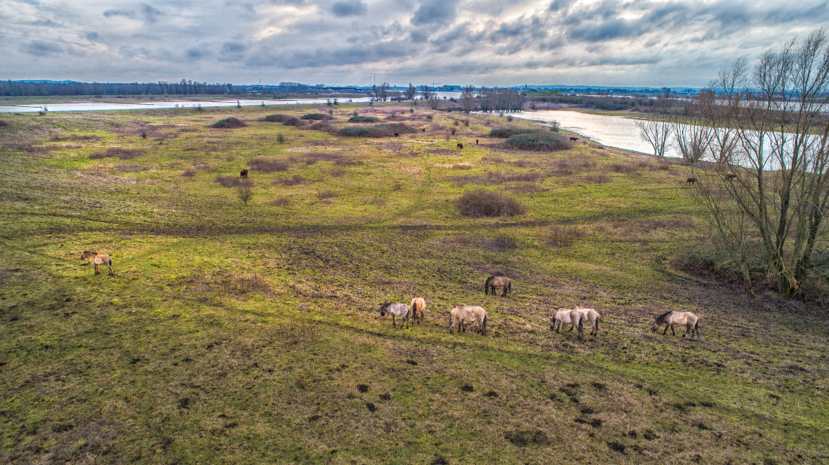 wsrivierenland's tweet photo. Weekendtip! Trek je wandelschoenen aan en ga erop uit! Over onverharde paadjes langs een middeleeuwse kasteel aan rivier de Linge, door de Klompenwaard, naar Fort Pannerden. Download de wandeling π https://t.co/EQHgZfS98L #weekendtip #klompenwaard #linge #fortpannerden #waaldijk https://t.co/1T41ZdjHGV