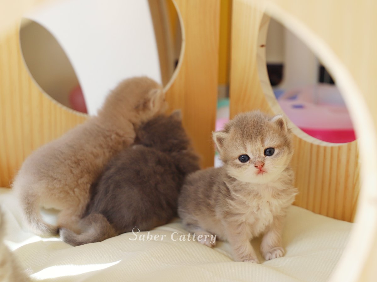CatterySaber's tweet photo. BLH female ay11
BLH female ay11
BLH male ay23
BSH female ay12
worldwide delivery✈️✈️
#藍金 #藍金漸層 #長毛藍金漸層 #britishshorthair #britishlonghair #blueshade #cat #CatsOnTwitter #CatsOfTwitter #kittens #kitten #fluffycat #fluffykitten #猫咪社区 #猫のいる幸せ https://t.co/HoXaMQUEUY