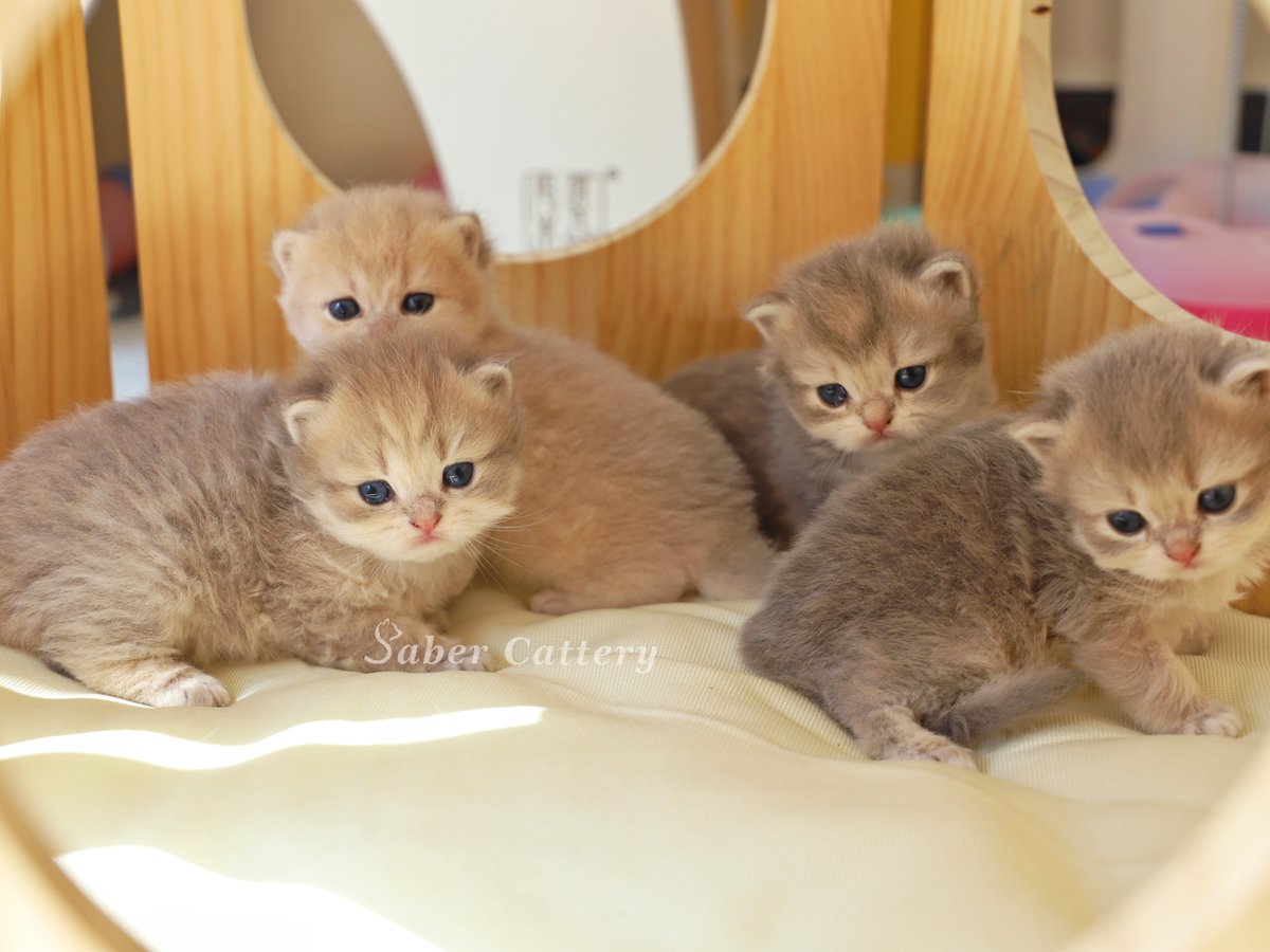 CatterySaber's tweet photo. BLH female ay11
BLH female ay11
BLH male ay23
BSH female ay12
worldwide delivery✈️✈️
#藍金 #藍金漸層 #長毛藍金漸層 #britishshorthair #britishlonghair #blueshade #cat #CatsOnTwitter #CatsOfTwitter #kittens #kitten #fluffycat #fluffykitten #猫咪社区 #猫のいる幸せ https://t.co/HoXaMQUEUY