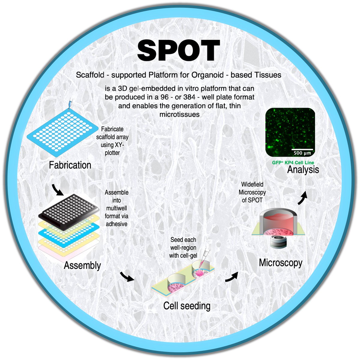 mcguiganlab's tweet photo. We are so happy to introduce our new platform, SPOT, a Scaffold-supported Platform for Organoid-based Tissues, that allows low volume, high-throughput organoid culture. 

Check out 👉 
https://t.co/jBY6WGVc4R 

Thread below 👇 https://t.co/K983pJtoKX
