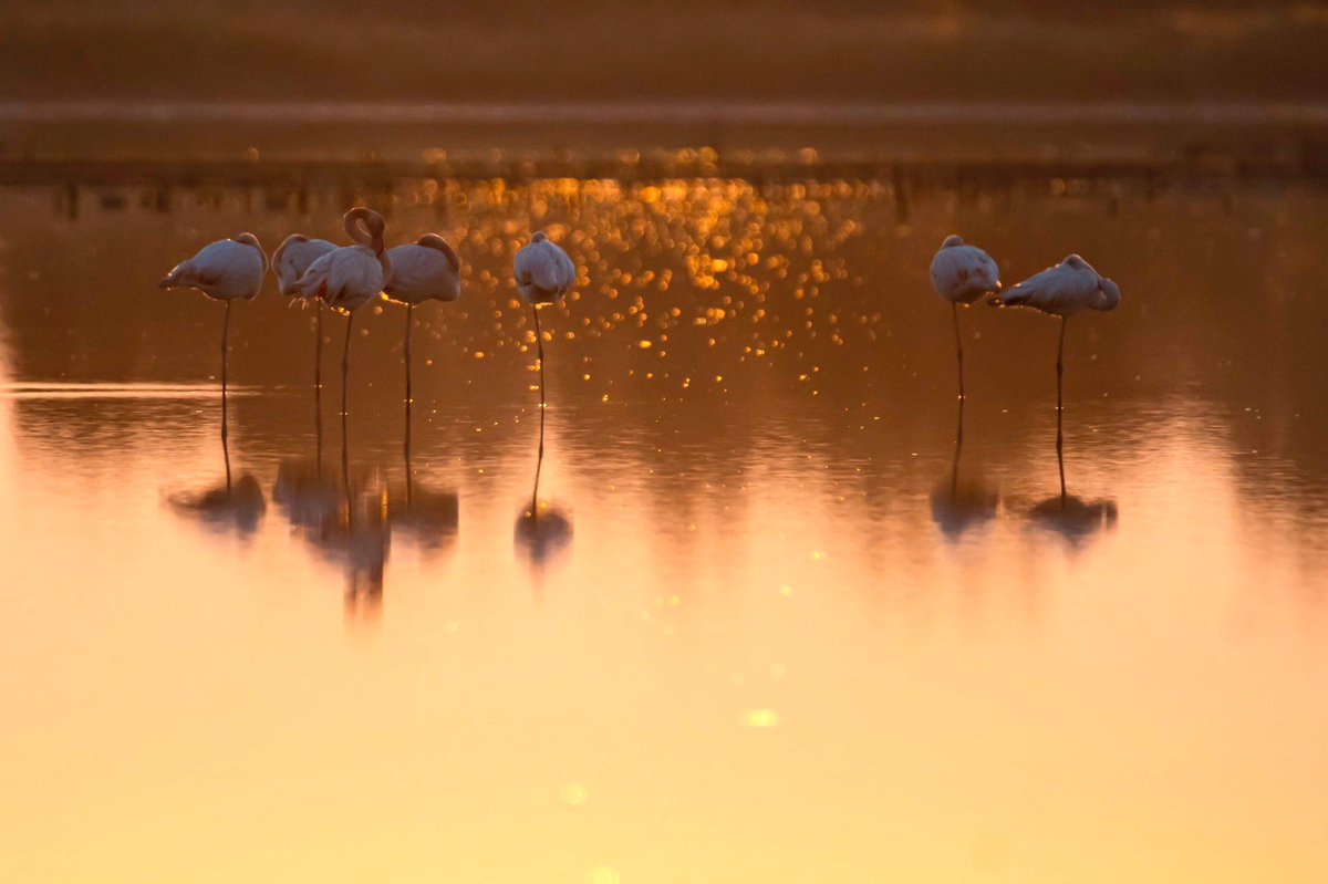 Guess who’s back! 🦩
Find our where on Kos Island: kos.gr/natural-beauty…

#visitkosgreece #kosisland #kosislansgreece #greekislands #visitgreece #aegeanislands #flamingoskos #alykeskos