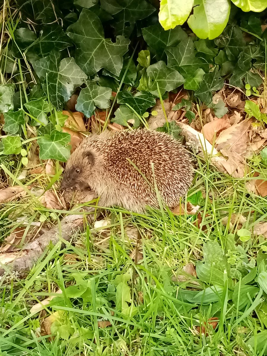 Abby Williams tweet media