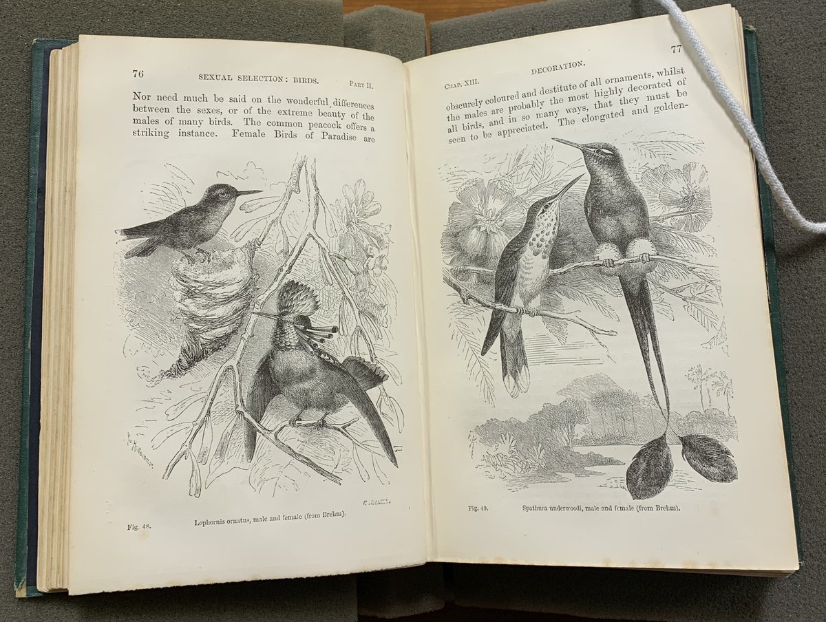 Henry-James Meiring tweet media