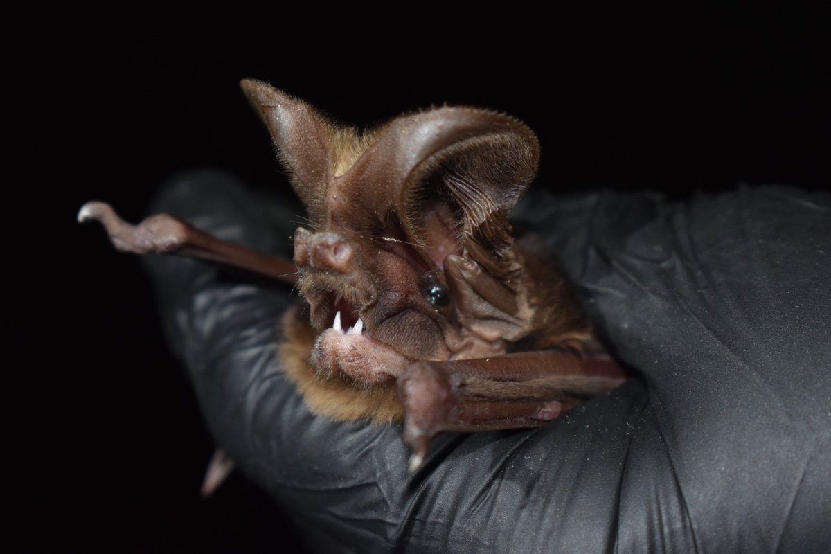 I would like to introduce you to one of the most incredible bats I've ever known: Otomops madagascariensis. This molossid species is an obligated cave-dwelling bat, endemic from Madagascar. Even holding it in my hands, it's hard to believe that it's real  🦇