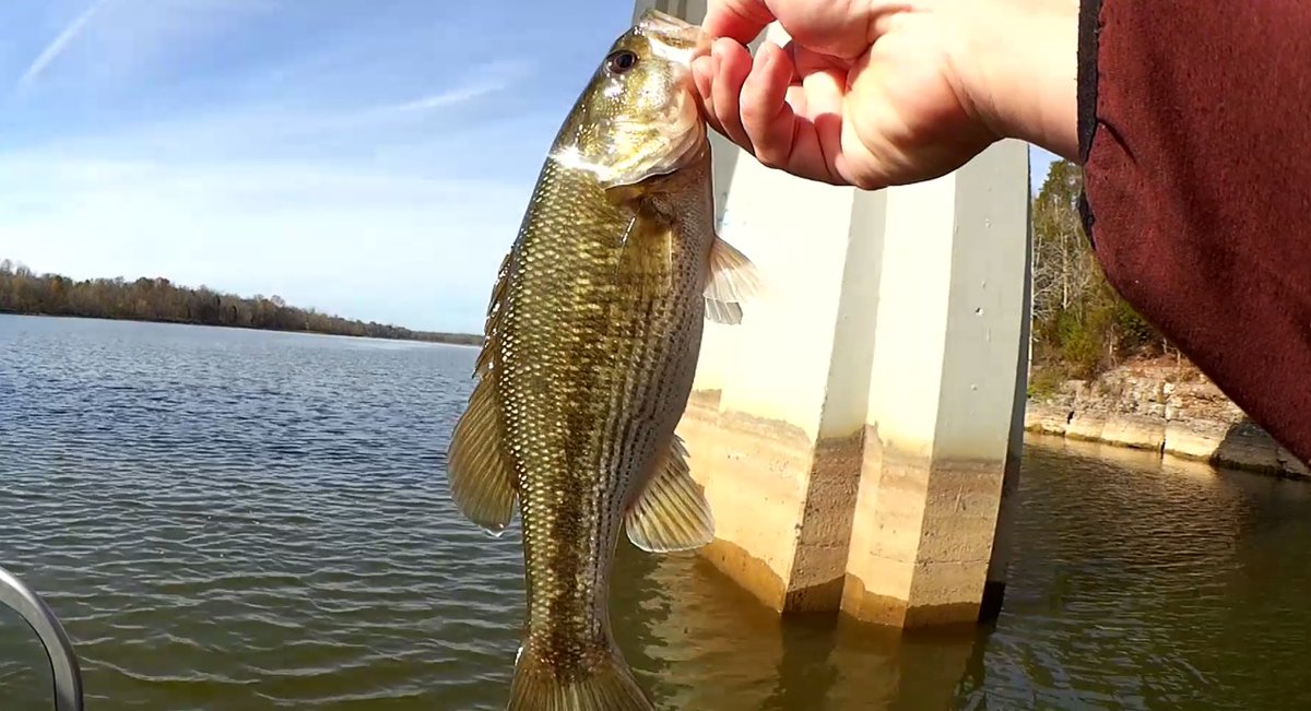 RealisticFishin's tweet photo. Check out this cool spotted bass from the new video!
Watch: https://t.co/PoYsdHaXuV
#fishing #realisticfishing #bass #spot #outsoors #fall2022 https://t.co/lSWeXOuasC