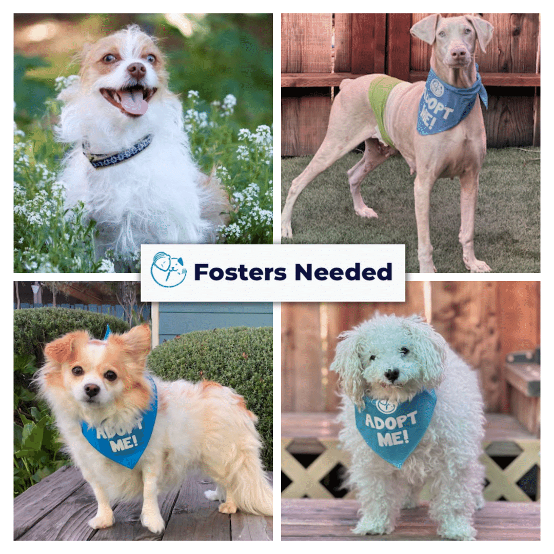 peace_rescue's tweet photo. Have you considered fostering?
At this time, these sweet pups are looking for foster homes!!
Foster volunteers are the heart and soul of what we do.
Learn more: https://t.co/q9l3CSB8lF
#fosteringsaveslives
#allgooddogs https://t.co/gRxnYs1HE1