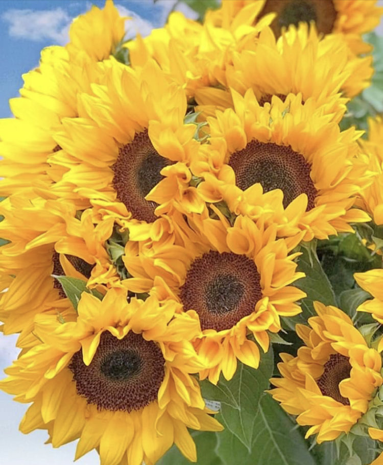 Quando escolhemos ser otimistas, nos sentimos melhor.
Dalai Lama
💚💛