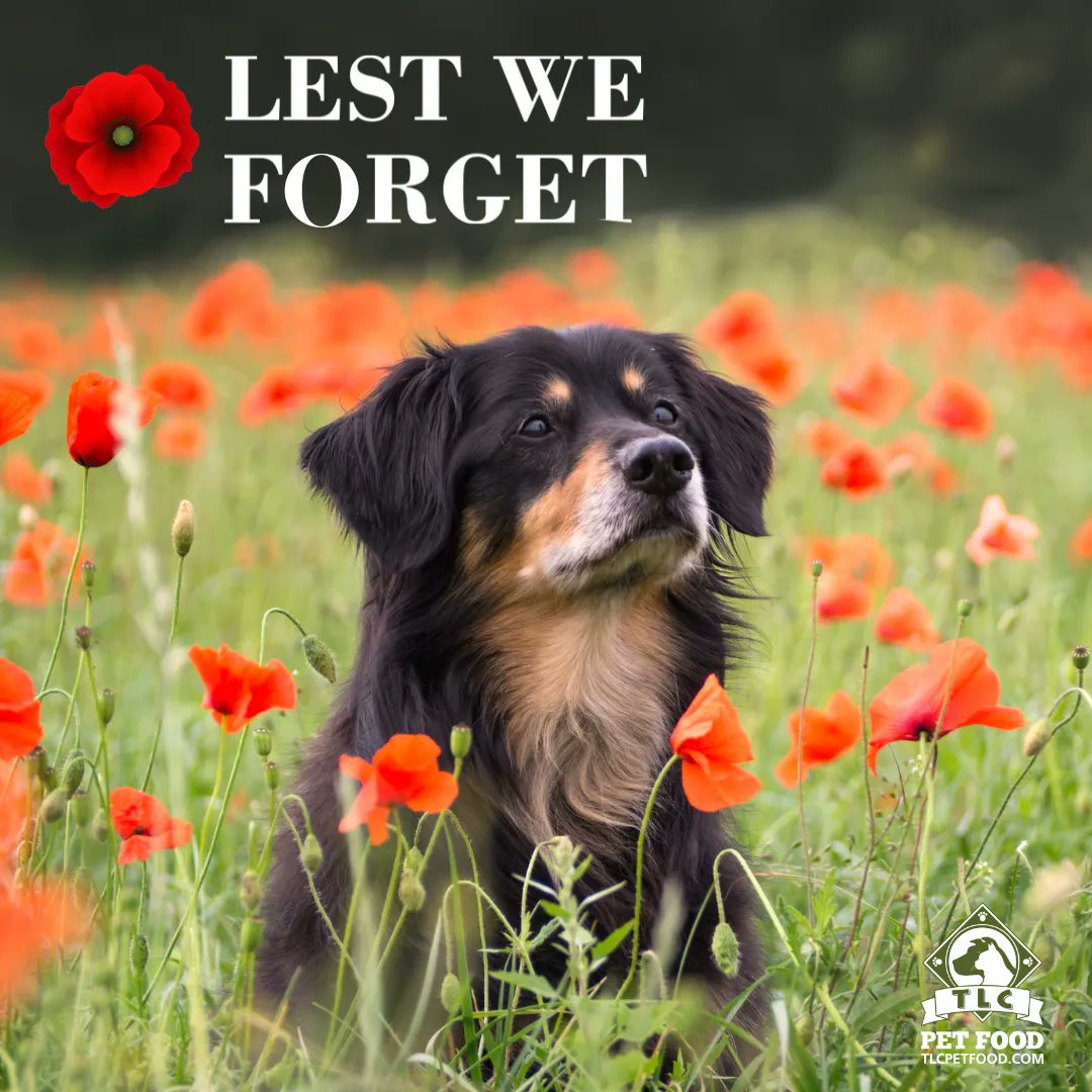 We remember all those who have fought for our freedom. Thank you to all the men, women, and K9's who have served. #LestWeForget #RemembranceDay2021 #VeteransDay #WeRemember