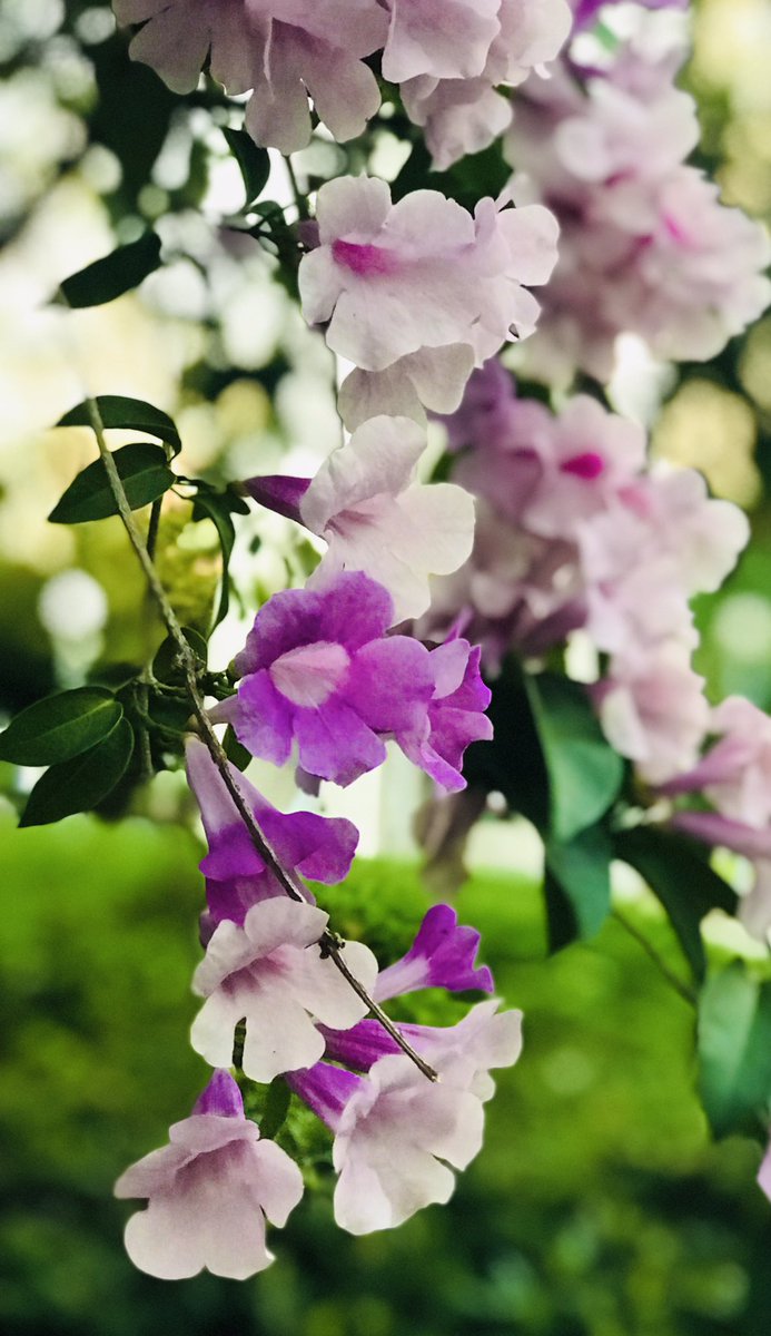 Garlic Vine
