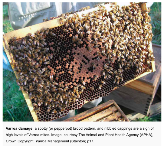 nthnbeebooks's tweet photo. 'Varroa Management - A practical guide on how to manage Varroa mites in honey bee colonies' by Kirsty Stainton @StaintonKirsty 

View contents: https://t.co/YJuM7g4mYt
BUY here: https://t.co/9zGrtTnshX

#varroa #varroamite #varroamanagement https://t.co/IE1zW6Nprx