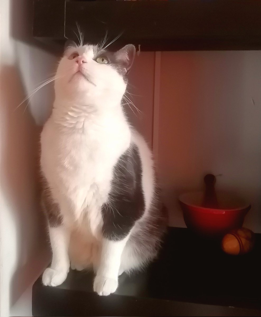 GM 😺