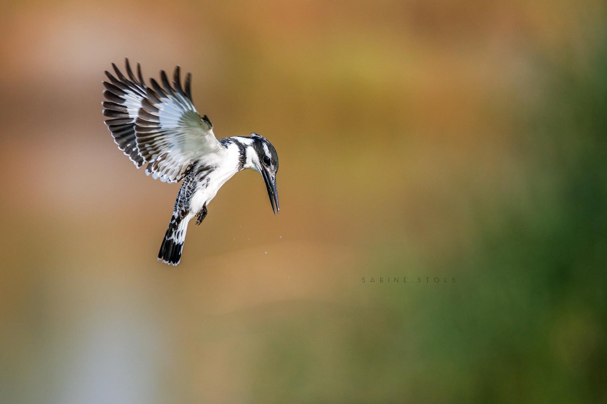 𝐌𝐨𝐨𝐝𝐚𝐚𝐥𝐞 𝐌𝐞𝐝𝐢𝐚 𝐆𝐫𝐨𝐮𝐩 (@moodaale) on Twitter photo 