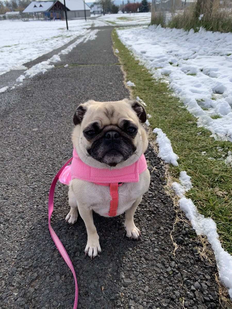PetuniaMaePug's tweet image. Happy FriYay friends! Mum took the day off and we have been making the most of it. 💖 She took me to da soccer ⚽️ fields. We did a mile lap around. It is about 31F with the wind chill. Hope you all are having a puptastic day. Have da best weekend. We love you! 💖🐾🐶 #pugs #dogs