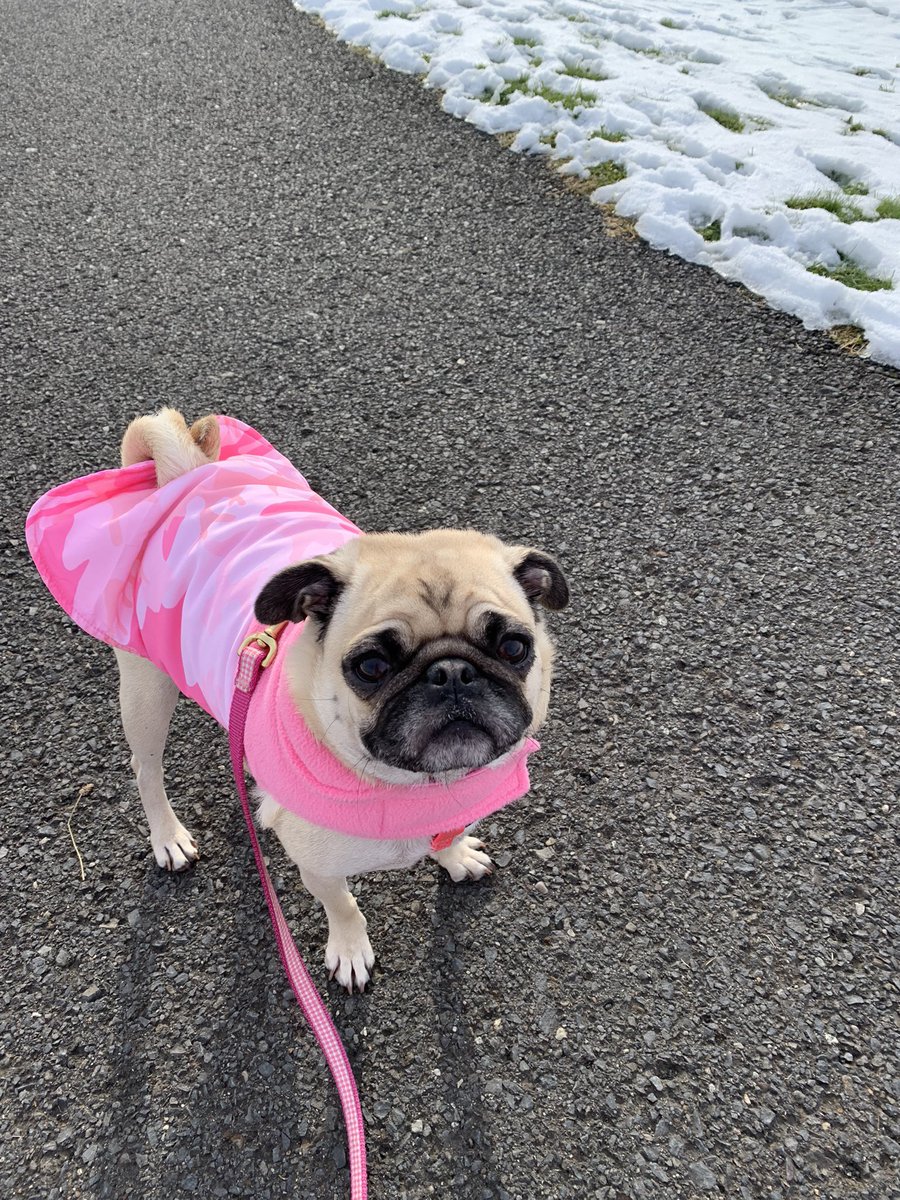 PetuniaMaePug's tweet image. Happy FriYay friends! Mum took the day off and we have been making the most of it. 💖 She took me to da soccer ⚽️ fields. We did a mile lap around. It is about 31F with the wind chill. Hope you all are having a puptastic day. Have da best weekend. We love you! 💖🐾🐶 #pugs #dogs